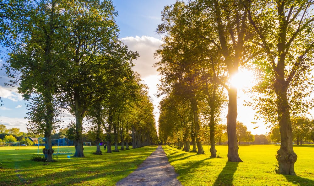 Free photo a narrow road surrounded by green trees in windsor, england