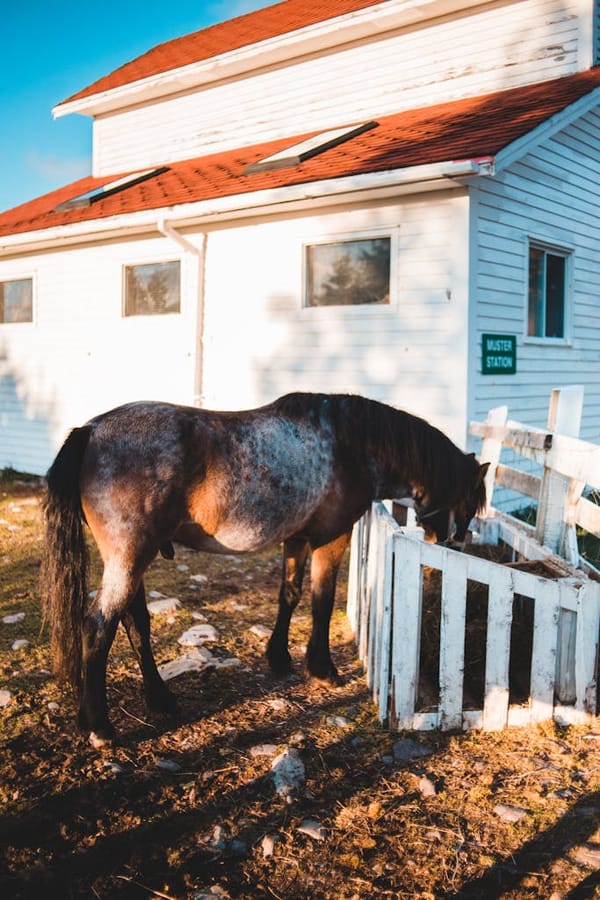 Adorable horse grazing in paddock in village