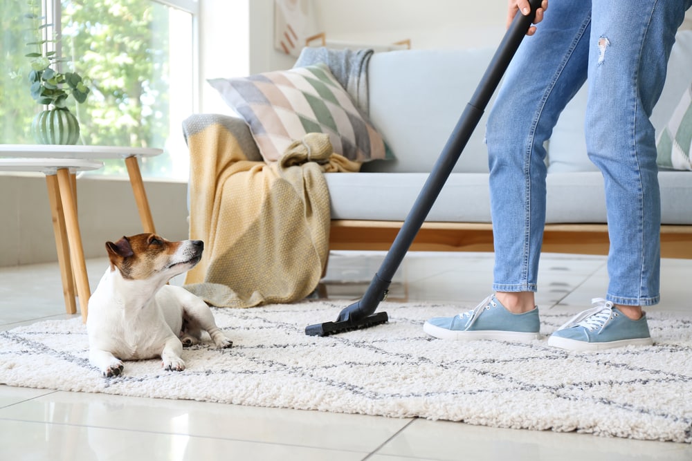 Owner of cute dog cleaning carpet at home
