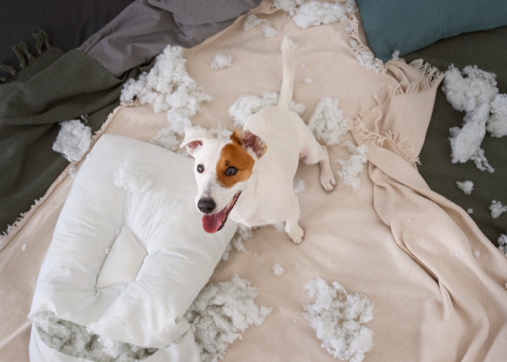 5 Reasons Why Your Dog is Chewing Up Your Furniture
