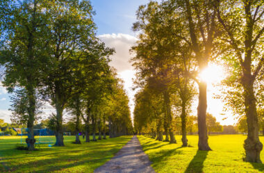 Free photo a narrow road surrounded by green trees in windsor, england