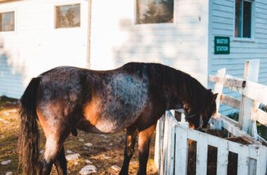 Adorable horse grazing in paddock in village