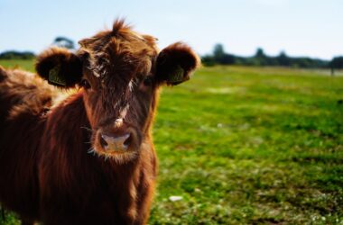 Brown Cattle on Green Lawn Grass during Daytime